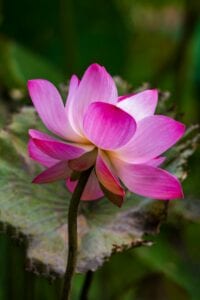 Pink lotus flower growing in a California koi pond, illustrating aquatic plant integration in system-based pond construction
