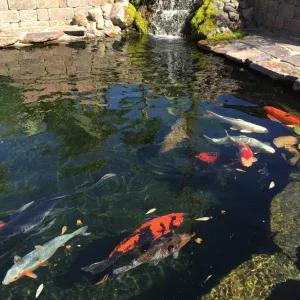 Koi pond constructed with integrated filtration, hydraulic flow planning, and long-term service access