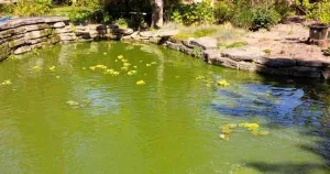 How to Clean Green Water in Your Pond