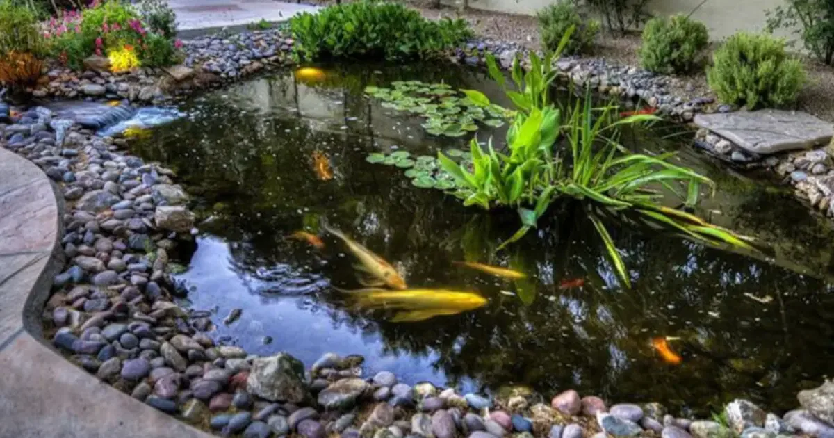 koi pond