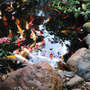 Koi Pond Maintenance