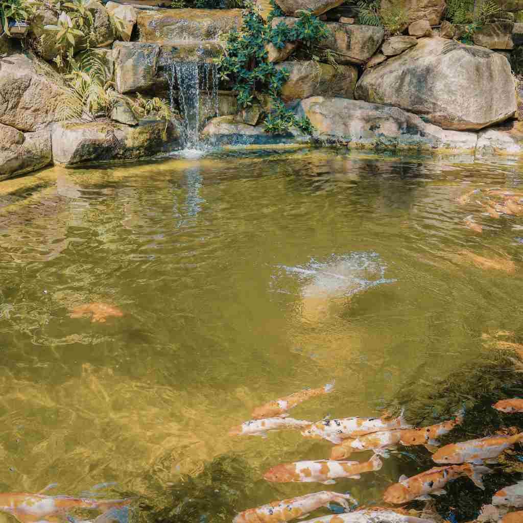 Natural boulder waterfall flowing into a residential koi pond in a Southern California backyard with aquatic plants and visible koi