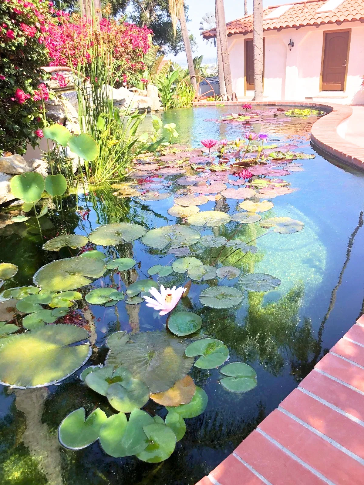 Residential water garden featuring lily pads and clear water maintained through proper filtration and circulation