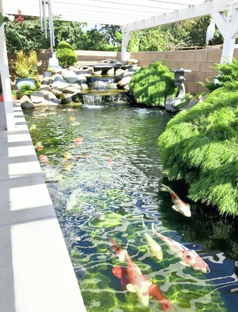 Westminister Koi Pond (