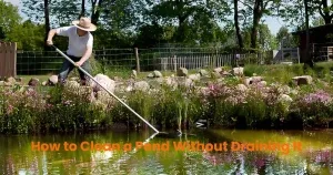 How-to-Clean-a-Pond-Without-Draining