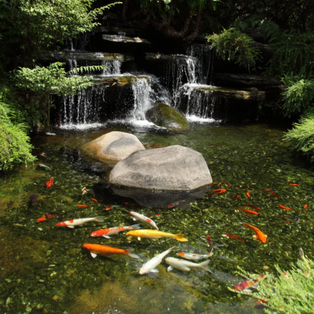 Pond Maintenance Services
