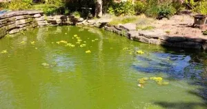 How to Clean Green Water in Your Pond