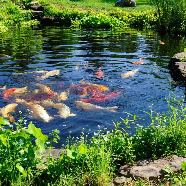 Koi fish pond