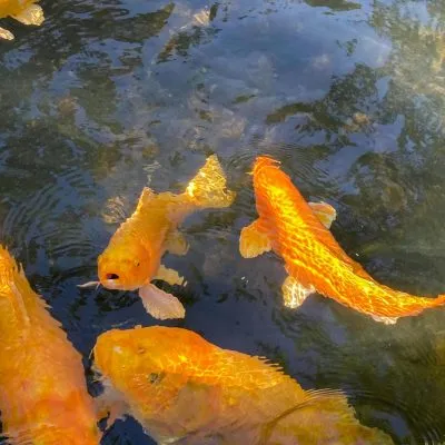 pexels-photo-7677995