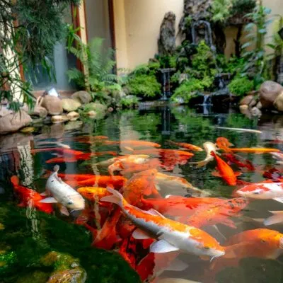 pexels-quang-nguyen-vinh-222549-26743117